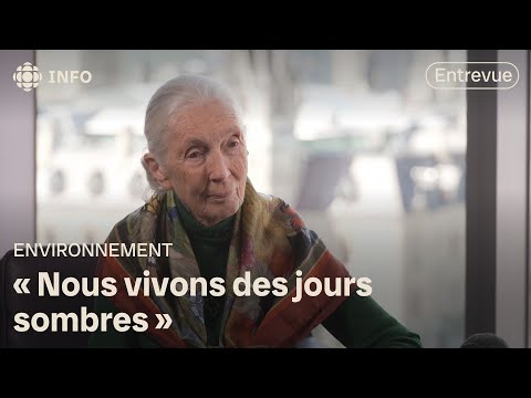 Entrevue avec la primatologue Jane Goodall, pionnière de la conservation | 24•60
