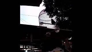 Download lagu Alarm subuh mp3