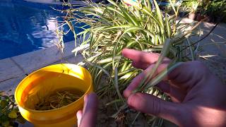 Budget Gardening || Ways to Get a Lot of Plants For Less