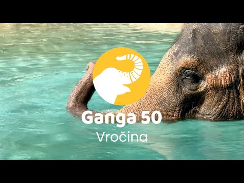 Ganga 50: Kako se Ganga hladi v vročini ☀️🐘