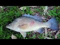 Catching BIG Yellowbelly\Goldenperch In Winter