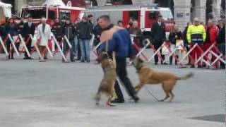 Polizeidiensthunde 2011 (Rathausplatz)