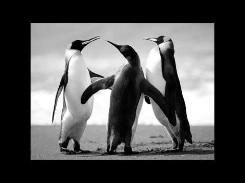 meie mees  hei nossa nossa tantsi kaasa