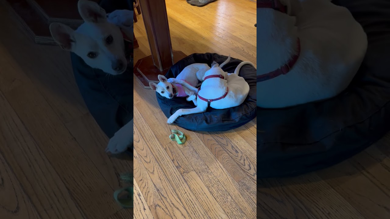 Enlarge Lisa HW+, a Adoptable Jindo in Northbrook, IL video 6/6