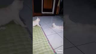 Download lagu Tik tok jangan sentuh aku mp3 Download lagu Tik tok jangan sentuh aku mp3