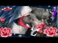 Franck POURCEL - Mon coeur est un violon
