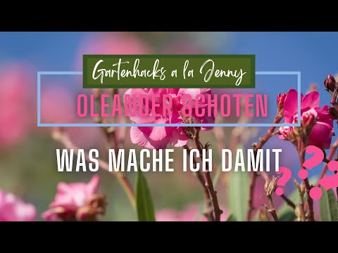 Oleanderpflege im Herbst - Blütenpracht oder Vermehrung