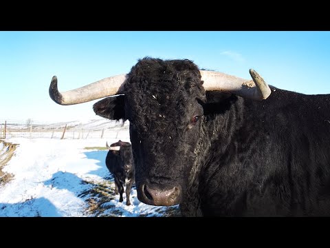 El Toro Bravo en la Nieve Ganaderia de Toros Bravos José Carlos «Cañero»