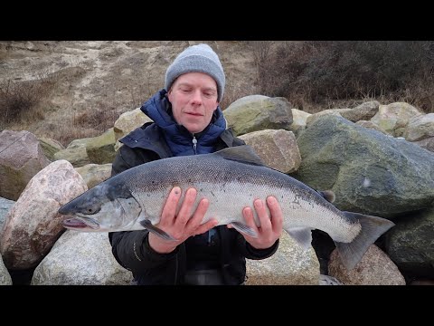 73 cm. Nordkyst overspringer