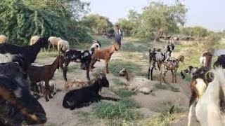 Goats having funny videos 2 goat behind that 😱😱