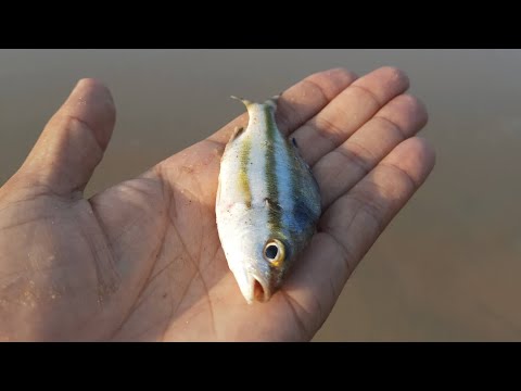 Fishing @ Varkala sea beach