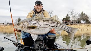 Chasing feeding STRIPER all over the lake (Winter Madness)