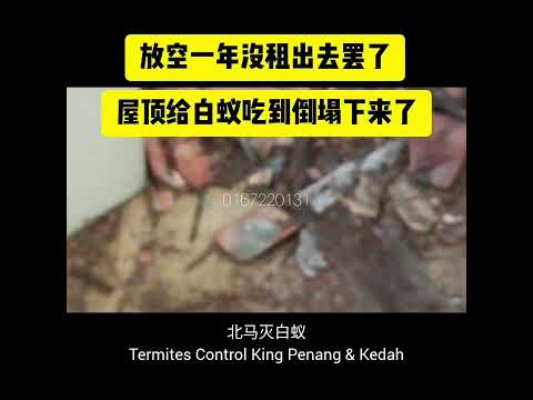 看看视频屋顶倒塌了 北马灭白蚁 Termites Control King Penang Kedah termite treatment 白蚂蚁药 termite control