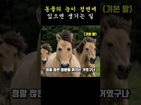 동물의 눈이 정면에 있으면 생기는 일