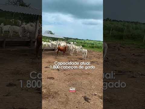 Fazenda 220 alqueires à venda ( 1.065 hectares) em Mara Rosa - GO#fazendaavenda #agro
