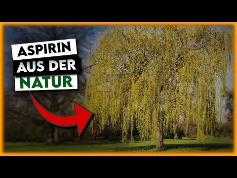 🌱 The power of willow bark as an alternative pain reliever! Naturally pain-free!