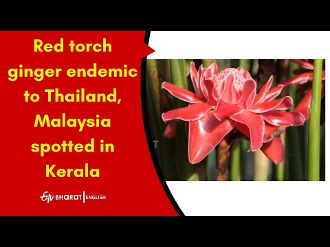 Red torch ginger endemic to Thailand, Malaysia spotted in Kerala