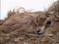 Animaux du désert : La saison des Gazelles