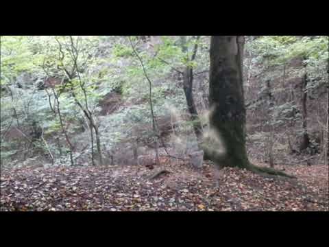 ParvaTV vídeo 33