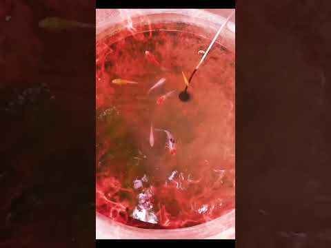 comet fish #phonk #music #spotify #beats #fish #short #beats #remix #viral #youtube #fishingvideo