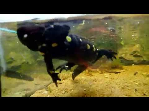 Rare Sight: Fire Salamander swimming || Feuersalamander schwimmt