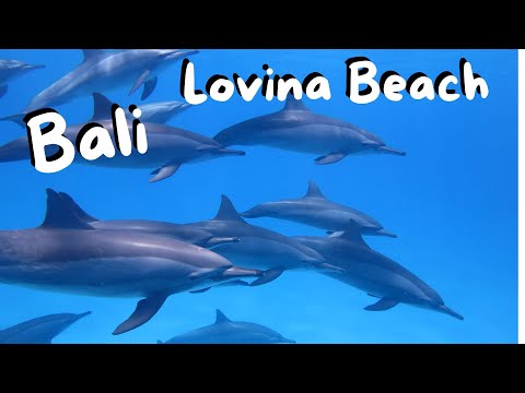 Lovina Beach I Bali I Delfine I Delfine auf Bali