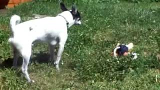 My Dog Speck Has Breathing Problems, Does anyone know what this could be?