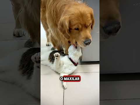 Uma cena inesperada... O gato e o cachorro em uma situação incrível! #shorts