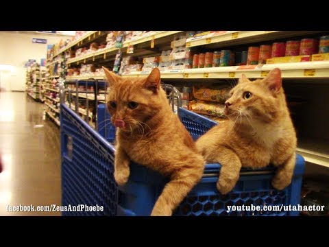 Cats Trained Off Leash Visit #PetSmart with Bonus Scene at Home
