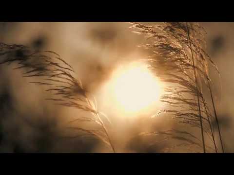 Frutos E Sementes - Eliezer Canela