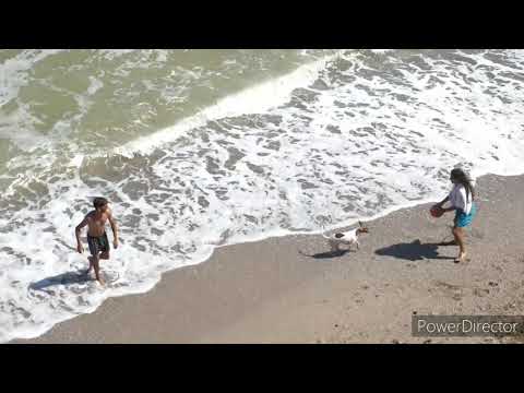 |cute dogs |Honest dogs|for Animals lovers 🤗🥰