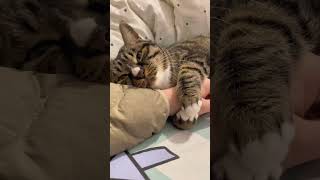 Clingy cat#fyp #pet #cute #cat #funny