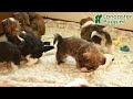 Mixed Breed dogs for sale: Kaden - Video 1
