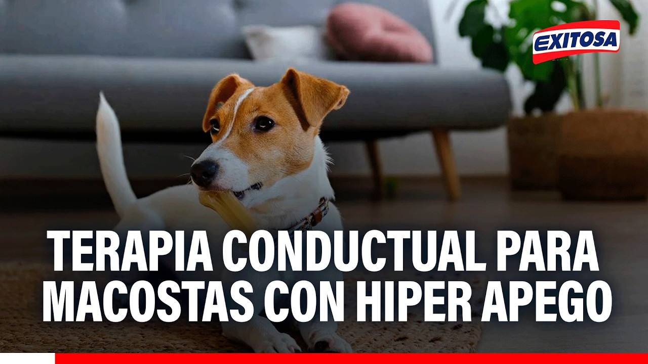 🔴🔵 Mascotas con hiper apego pueden ser corregidos con terapia conductual, señala Rodrigo Rondón