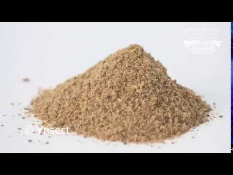 download lagu mp3 mp4 Alimentation Poisson Elevage, download lagu Alimentation Poisson Elevage gratis, unduh video klip Alimentation Poisson Elevage