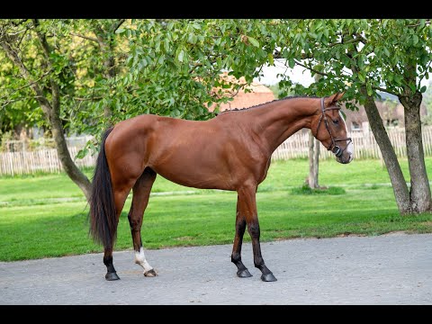 Winetou CH CHILLAX WILLI VAN'T HUKA x UNANIEM - Video 9 video thumbnail