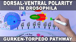 Dorsal Ventral Polarity Generation in Drosophila | Gurken-Torpedo Pathway