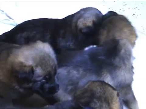 Kent Wolfskrale  x Honey z údolí Úpy (věk 22 dnů)