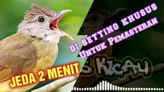 Download lagu Khusus Masteran || Cucak jenggot Jeda 2 Menit || Durasi 1 jam Jernih mp3 Download lagu Khusus Masteran || Cucak jenggot Jeda 2 Menit || Durasi 1 jam Jernih mp3