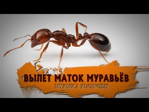 ВЫЛЕТ МАТОК МУРАВЬЁВ (MYRMICA RUGINODIS)