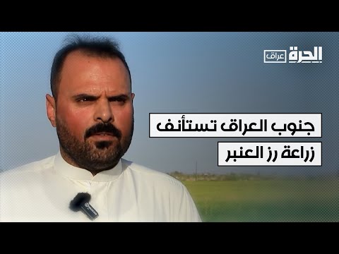 فيديو | محافظات في جنوب العراق تستأنف زراعة رز العنبر