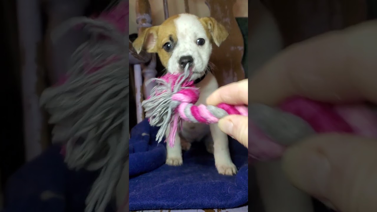 Enlarge Marcia, a ADOPTABLE mixed breed in Blairstown, NJ video 5/6