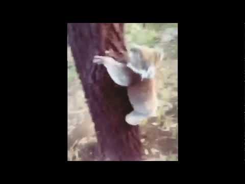 Drop Bear Doing It's Thing.