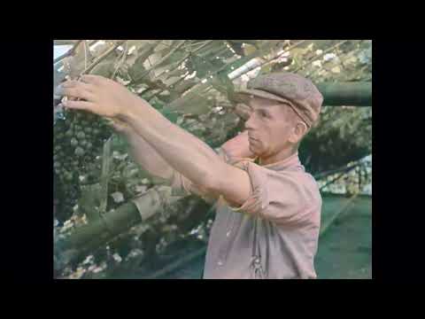 Dutch History: The Westland: our fruit and vegetable garden (1935)