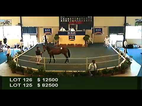 2012 Adelaide Yearling Sales Session 1