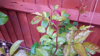 Garden Diaries our Roses How to get rid of green fly