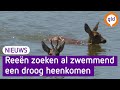 Zwemmende reeën in de uiterwaarden.