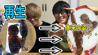 【実験】乾燥させたイカ水につけたら元通りの姿になるんじゃね！？？！？