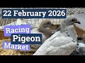 Racing Pigeon Market Lier Belgium 22 February 2026
