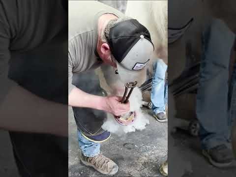 Hot Shoeing Navicular horse